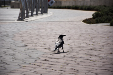 A crow looks around on the embankment