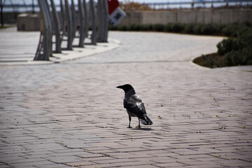 A crow looks around on the embankment