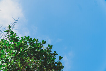 Obraz na płótnie Canvas green leaves against blue sky