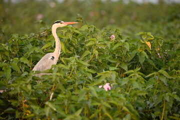 grey heron ardea cinerea