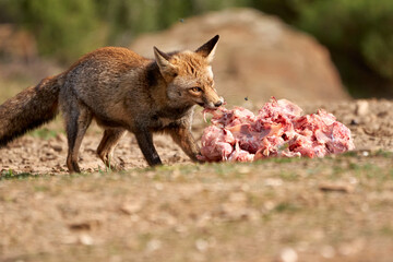 Beautiful portrait of a common fox biting a big piece of meat while tearing off some meat to take away, with flies around in the sierra de andujar natural park, in andalucia, spain