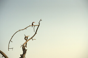 branch of a tree with birds