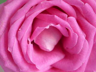Beautiful pink rose flower background. Macro