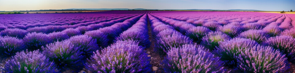 Obraz premium beautiful field of violet spring, summer, flowers, generative ai