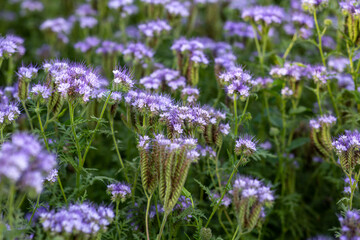 The field is blooming phacelia - a special honey plant for bees