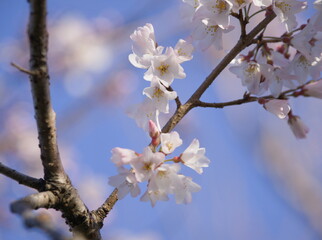 淡墨桜