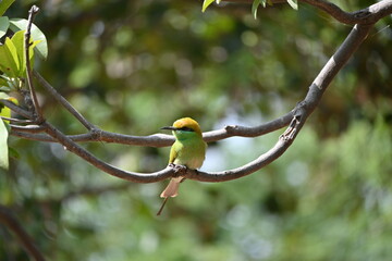yellow billed hornbill
