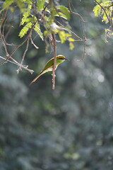 leaves on the tree with bird