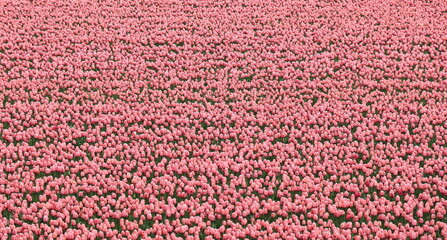 Pink Tulips Field at Keukenhof, Holland