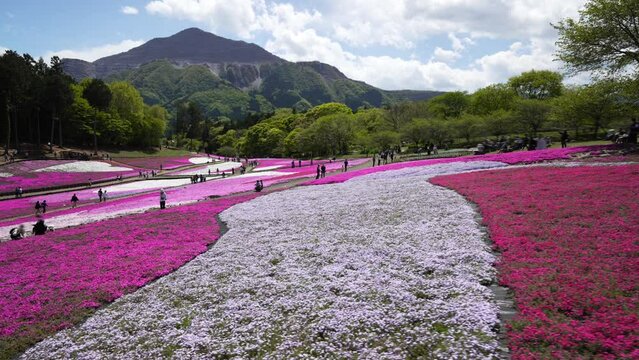 秩父・羊山公園の芝桜・歩き取り（2023年4月）