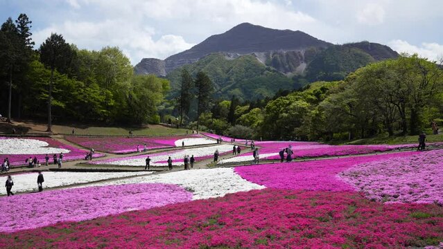秩父・羊山公園の芝桜・歩き取り（2023年4月）