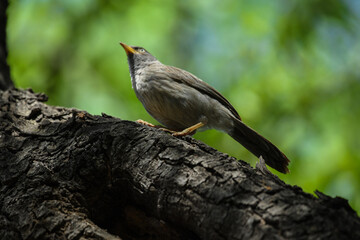 black headed woodpecker