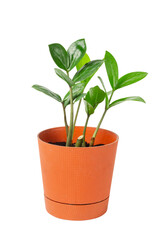 Isolated Home Flower in Pot on White Background - Decorative Plant, Indoor Gardening, Nature, Botanical, Floral Decoration, Minimalist Interior, White Space, Copy Space