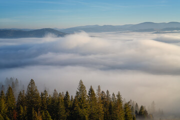 Obraz premium Scenic view of the mountains over a clouds, amazing misty landscape with mountain range, fir forest and blue sky, natural outdoor travel background