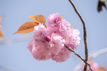 D7C_8034