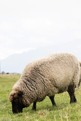 Sheep graze outdoors in New Zealand. Small cattle, animal husbandry.