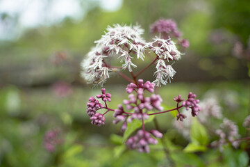 Naturally beautiful flowers bloom in the garden. Choose a focus point