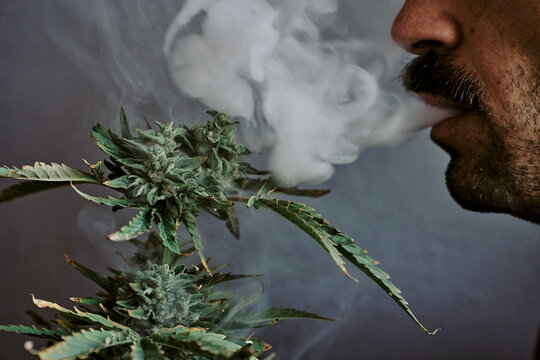 Detail shot of a young man smelling, smoking and biting a marijuana plant with gray background.