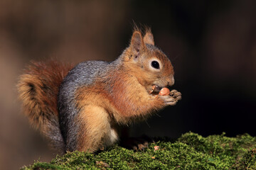 Naklejka na ściany i meble cut squirrel eating nut in nature 