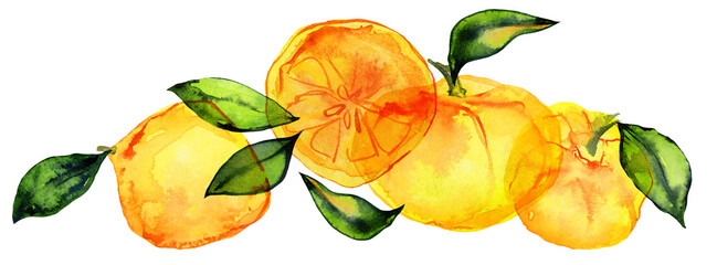 Citrus fruits composition. Orange watercolor bouquet. Cute decor for home and cafe textiles, for packaging decor and menu