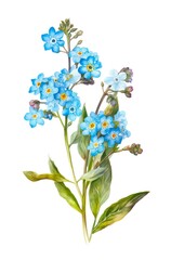 Watercolor illustration of blue myosotis flowers isolated on white background. Generative AI.