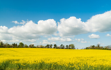 Bright Yellow Springtime Rapeseed (Canola) in a field in Shropshire, UK on a beautiful spring day