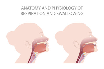 The position of the epiglottis during breathing and swallowing - obrazy, fototapety, plakaty