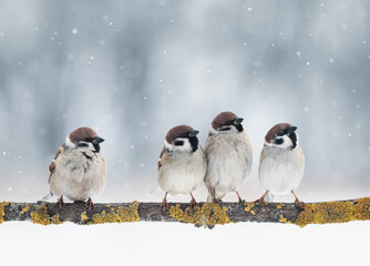 funny birds on a branch in the garden sitting under the snow