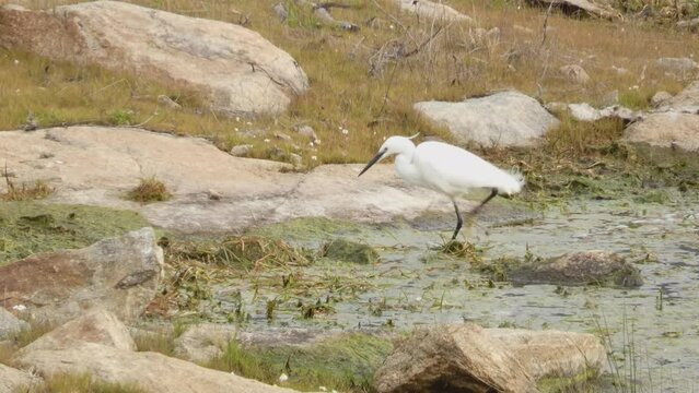 Little egret or Egretta garzetta fishing crayfish.