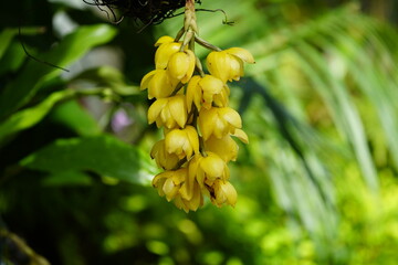 Fototapeta premium Acineta densa, abbreviated as Acn in horticultural trade, is a small genus belonging to the orchid family (Orchidaceae). Guatemala, Panama.