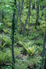 群生するシダ / Fern growing in clumps