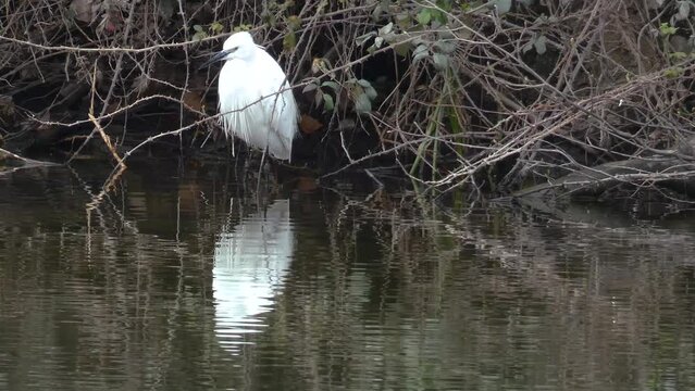 Little egret or Egretta garzetta fishing crayfish.