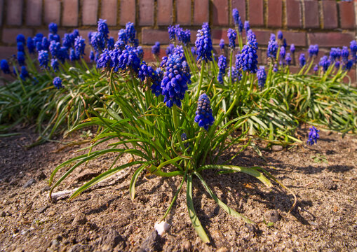 Perlhyazinthen Bilder – Durchsuchen 399 Archivfotos, Vektorgrafiken und ...