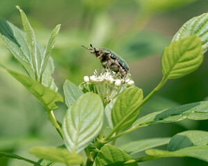 花粉を食べるコアオハナムグリ / Oxycetonia jucunda Faldermann eating pollen