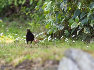 Blackbird Turdus merula in close view