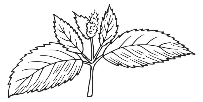 black and white plant drawing on white background clip art preview
