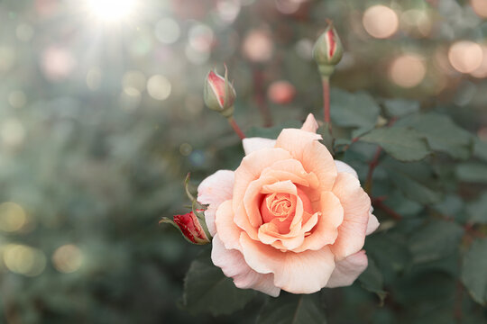 Beautiful Vintage Pastel Rose Flower