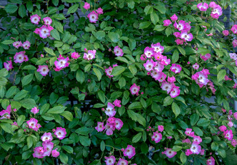 つるバラ・モーツァルト / Climbing rose・Mozart