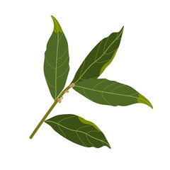 Fototapeta premium Branch of bay leaf. Vector illustration isolated on a white background. Culinary herbs.