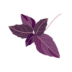 Purple basil isolated on white background. Vector illustration.