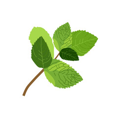 Sprig of mint. Vector illustration of fresh mint. Isolated illustration of mint leaf icon on white background.