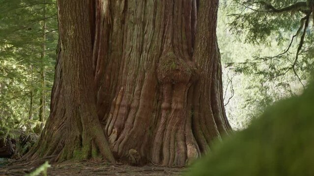 An old growth tree in a forest in the Pacific Northwest. Trees in a forest grove in British Columbia. A large old tree standing tall in the old growth forest.