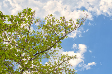 blossoming tree