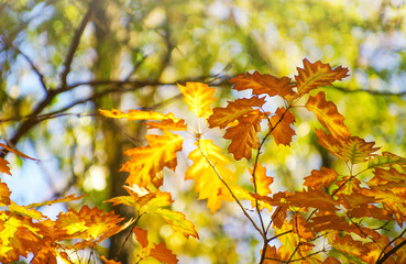 Yellow maple leaves on a twig in autumn