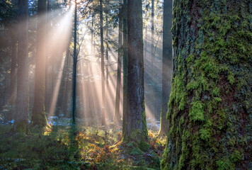 Light rays break through a misty forest