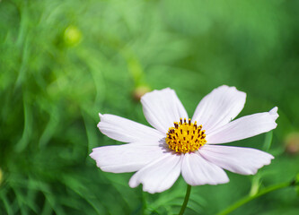 Field of cosmos flower background