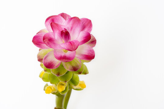 Closeup view of colorful green, purple pink and yellow flower of curcuma aromatica or wild turmeric isolated on white background