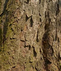 Baumrinde