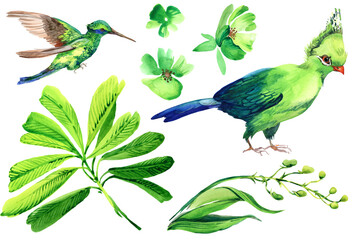 Tropical bird and green plants watercolor set isolated in white. Hand drawn watercolor jungle elements