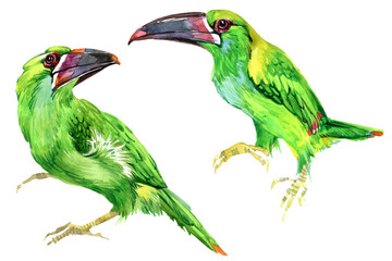 Tropical bird watercolor set isolated in white. Hand drawn watercolor jungle elements